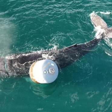 Humpback whale trapped in rope is freed